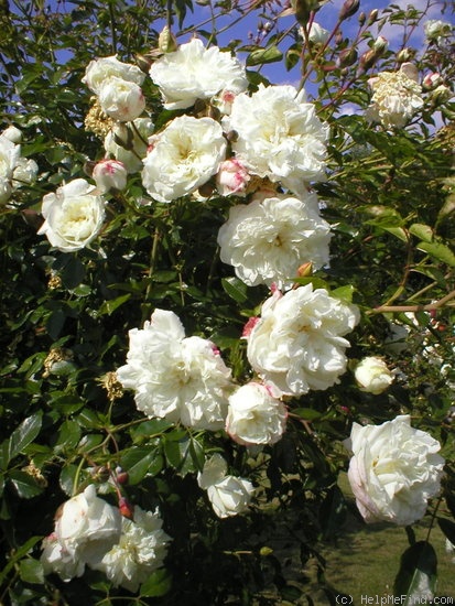 'Albéric Barbier (Rambler, Barbier, 1900)' rose photo
