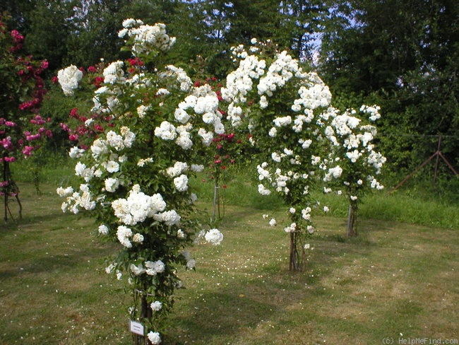 'Ave Maria (polyantha, Böhm, 1933)' rose photo