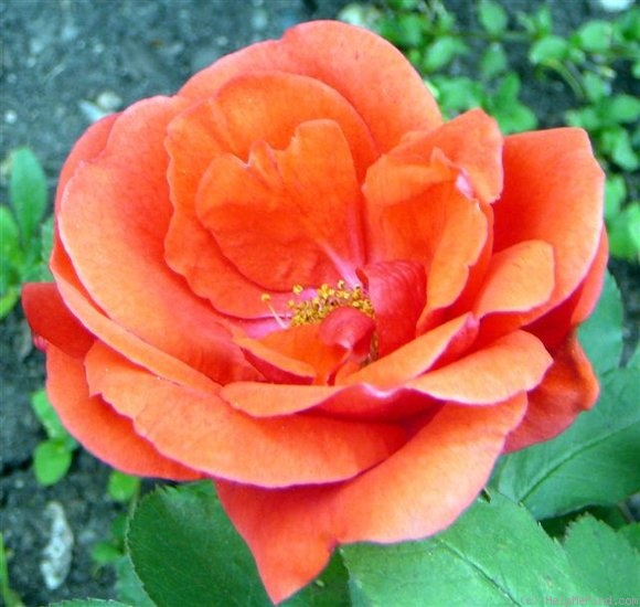 'Morden Fireglow' rose photo