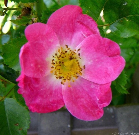 'William Booth' rose photo