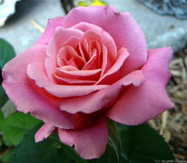 'Honeysweet' rose photo