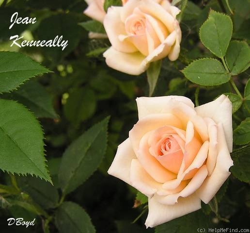 'Jean Kenneally' rose photo