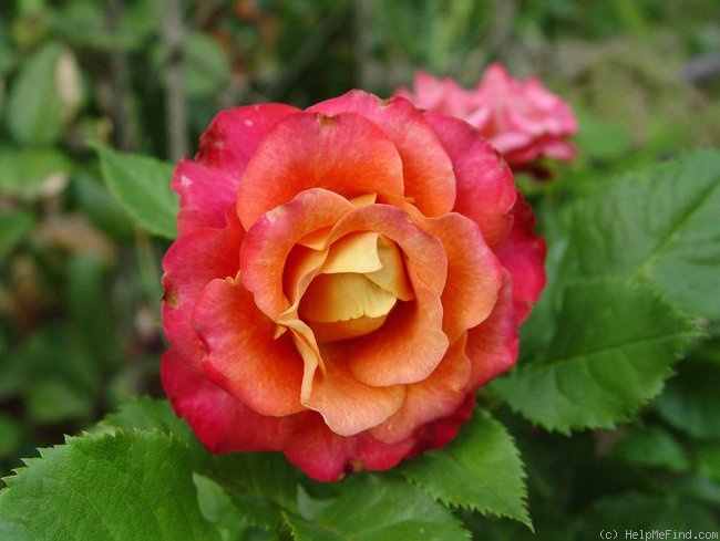 'Gypsy Curiosa' rose photo