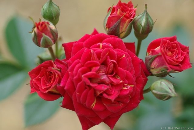 'Chili Clementine ®' rose photo