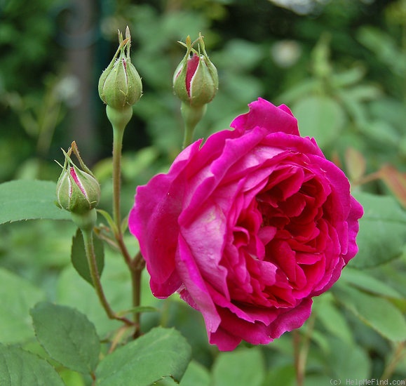 'Leopold Ritter' rose photo