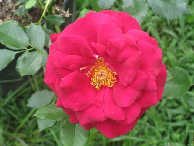 'Queen of the Lakes' rose photo