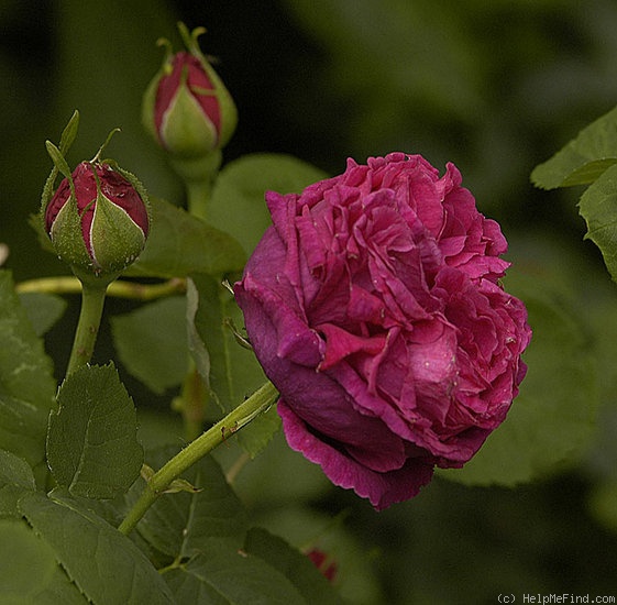 'Marie Baumann' rose photo