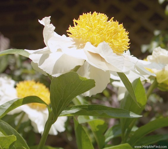 'Claire de Lune' peony photo