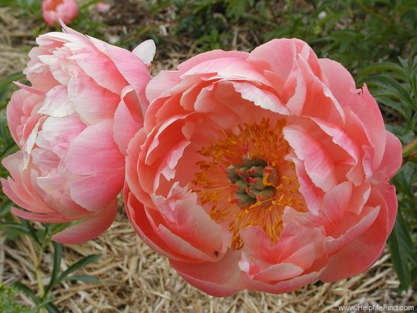 'Coral Charm' peony photo