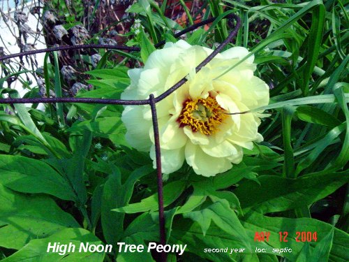 'High Noon' peony photo