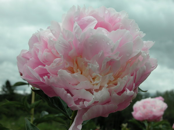 'Adonis (hybrid lactiflora, Sass, 1930)' peony photo