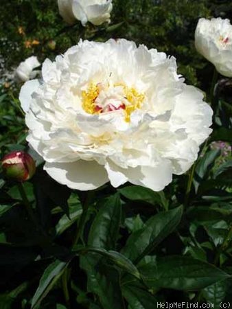 'Couronne d'Or' peony photo