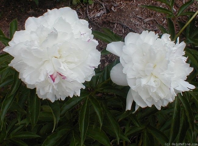 'Festiva Maxima' peony photo