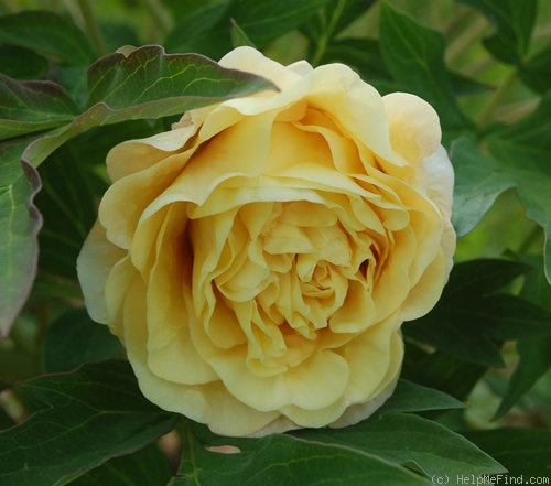 'Age of Gold' peony photo