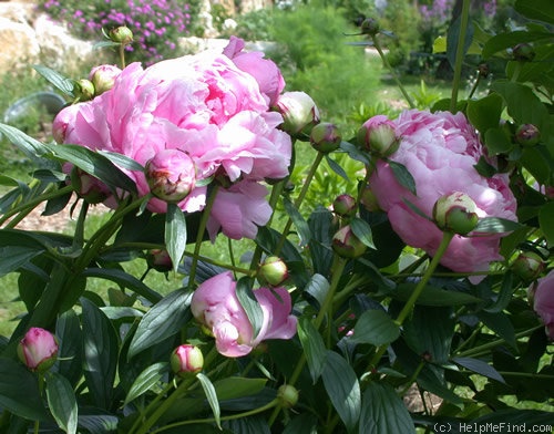 'Alexander Fleming' peony photo