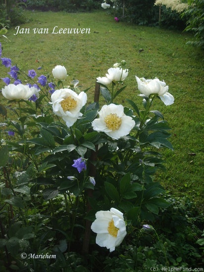 'Jan van Leeuwen' peony photo