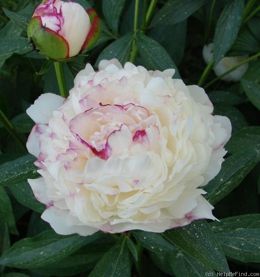 'Festiva Maxima' peony photo