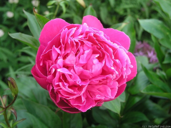 'Afterglow (hybrid lactiflora, Seidl/Southern Charm, 2001)' peony photo