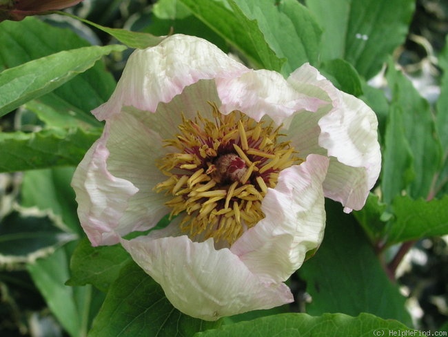 'Mlokosewitschii' peony photo