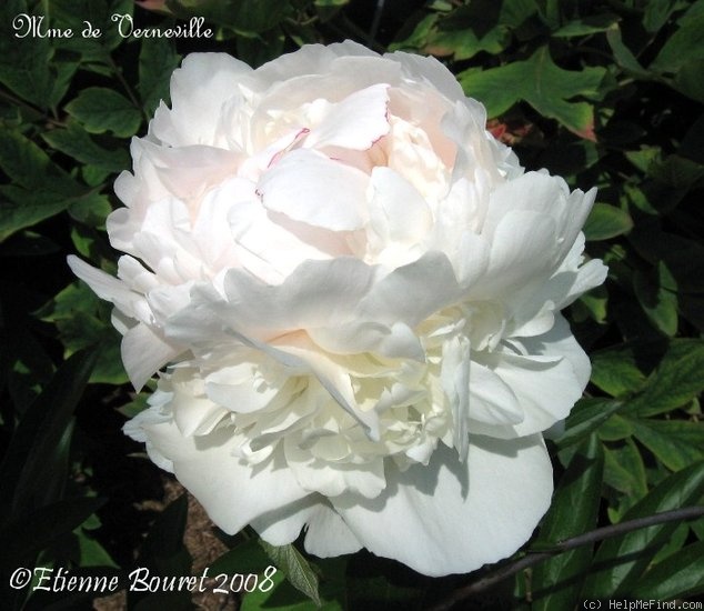 'Madame de Verneville' peony photo