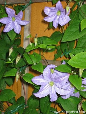 'Prince Charles' clematis photo