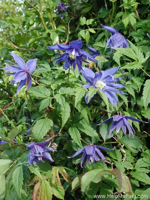 'Maidwell Hall' clematis photo