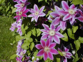 'Peveril Clematis Nursery'  photo