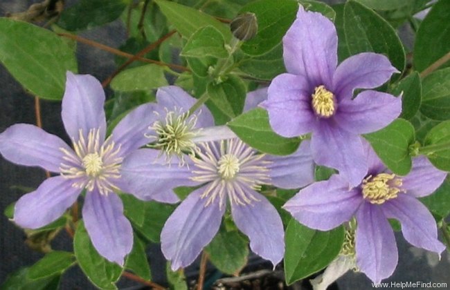 'Arabella' clematis photo