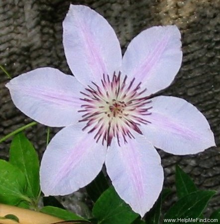 'Nellie Moser' clematis photo