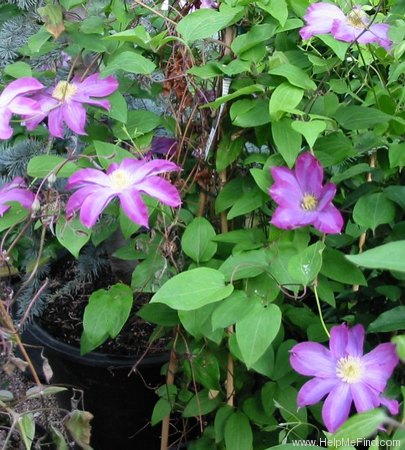 'Pink Champagne ®' clematis photo