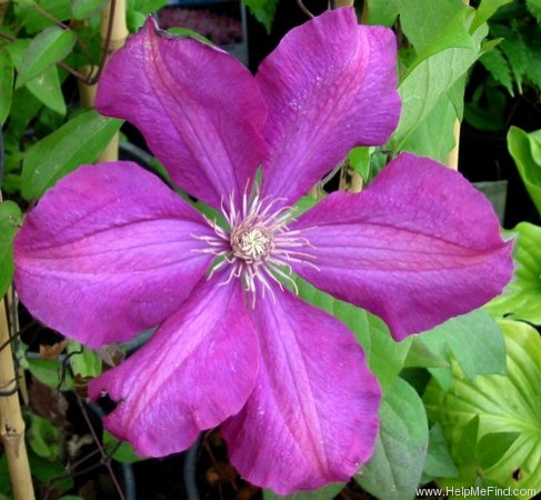 'Rouge Cardinal' clematis photo