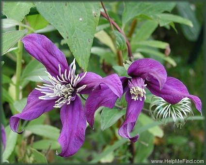 'Petit Faucon' clematis photo