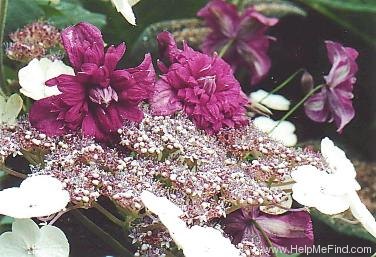 'Purpurea Plena Elegans' clematis photo
