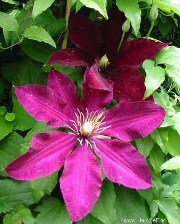 'Niobe (early large flowered, Noll, 1975)' clematis photo