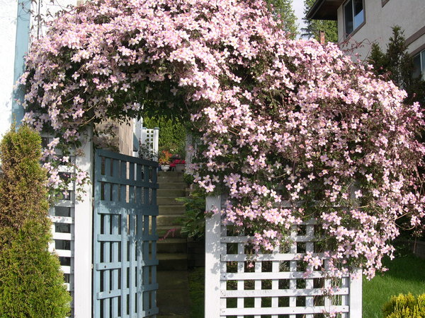 'montana rubens' clematis photo