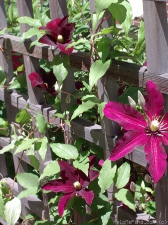 'Niobe (early large flowered, Noll, 1975)' clematis photo