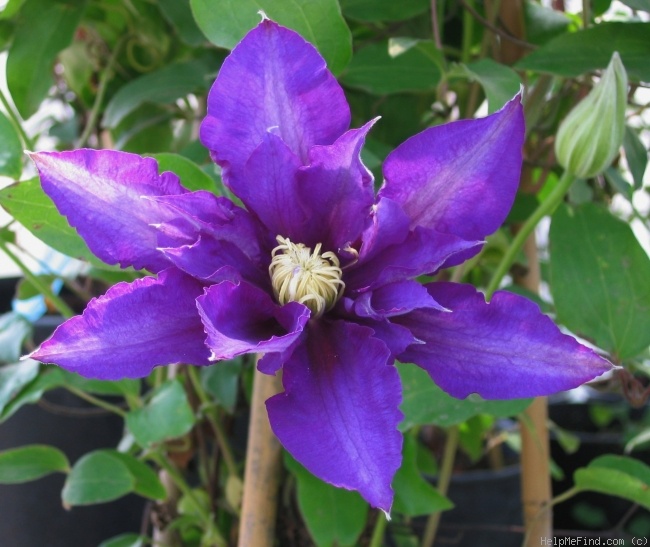 'C. 'Haku Ookan'' clematis photo