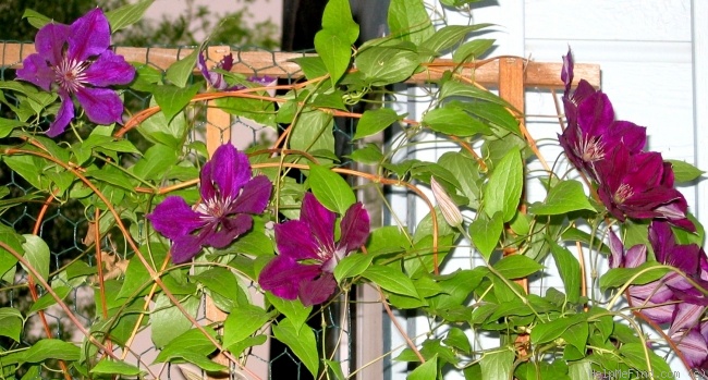 'C. jackmanii' clematis photo