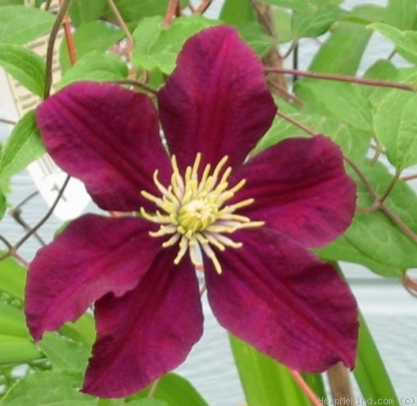 'C. 'Niobe'' clematis photo