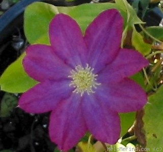 'C. 'Pink Champagne'' clematis photo