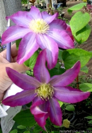 'C. 'Pink Champagne'' clematis photo