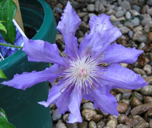 'Countess of Lovelace' clematis photo