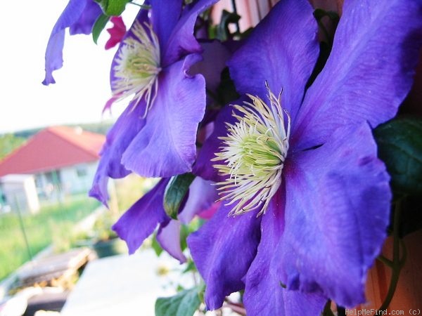 'General Sikorski' clematis photo