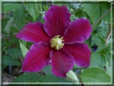 'Red Pearl' clematis photo