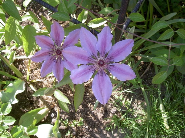 'Nelly Moser' clematis photo