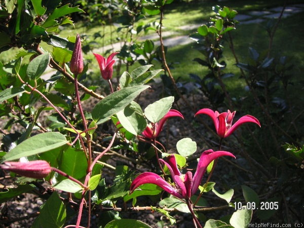 'Texensis 'Gravetye Beauty'' clematis photo