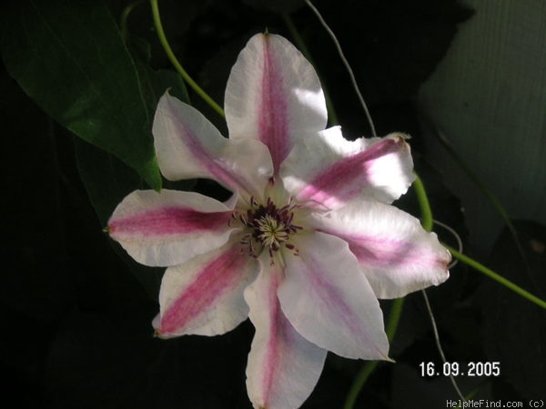 'C. 'Capitaine Thuilleaux'' clematis photo