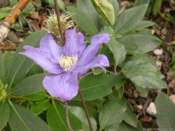 'Vyvyan Pennell' clematis photo