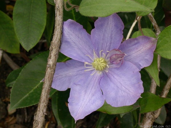 'Vyvyan Pennell' clematis photo