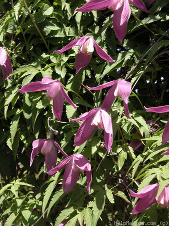 'Ruby' clematis photo